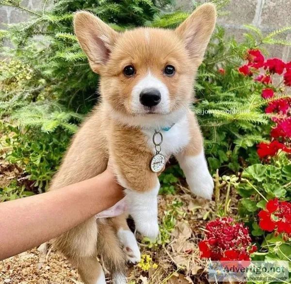 AKC Pembroke Welsh Corgi Available