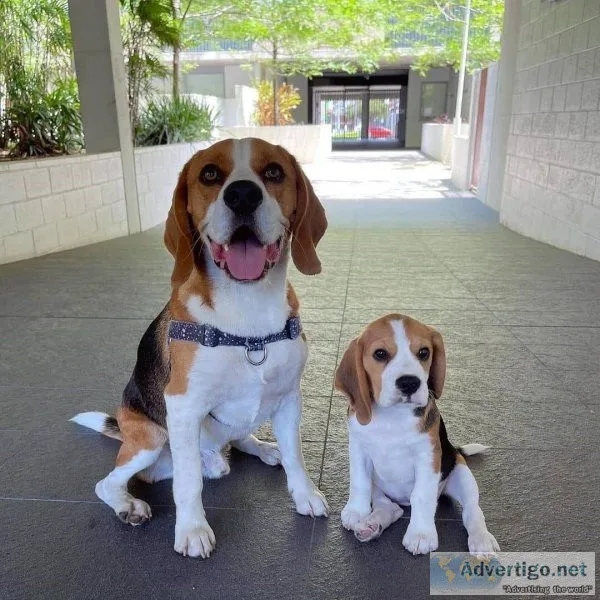 Excellent Akc Beagle Puppies  For Re-Homing