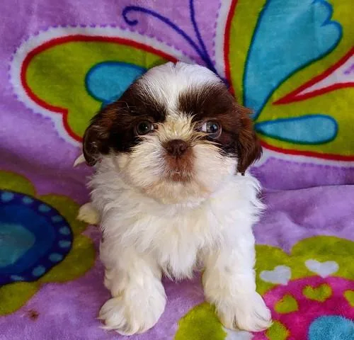 Shih Tzu puppies for sale