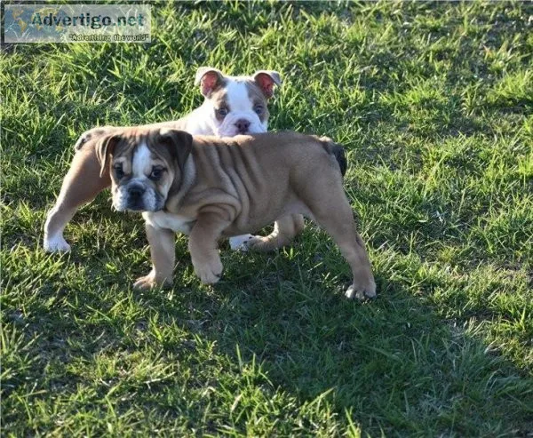 Josie Perfect English bulldog puppies is available for sale