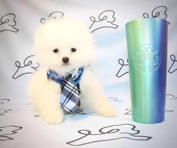 Teacup and Toy Pomeranian Puppies