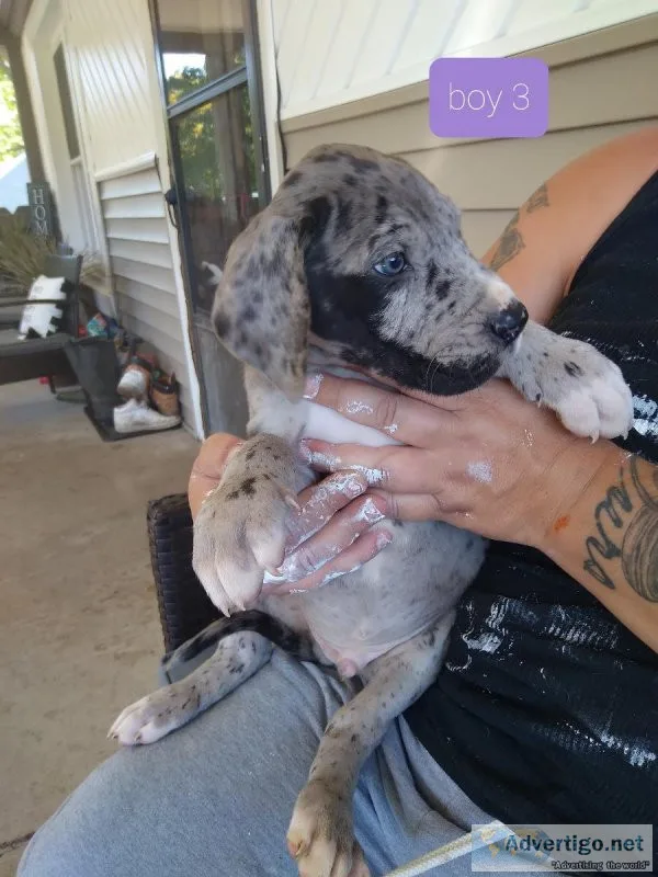 Great dane pups