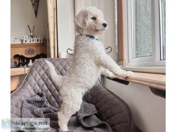White poodle puppies for sale