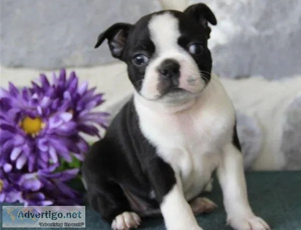 Gorgeous Boston Terrier Puppies Text  call (330) 910 0534