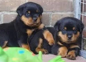 Rottweiler Puppies for sale Text  call (330) 910 0534