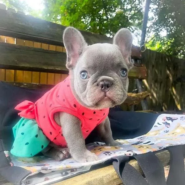 ddd Blue French Bulldog Puppies for Sale