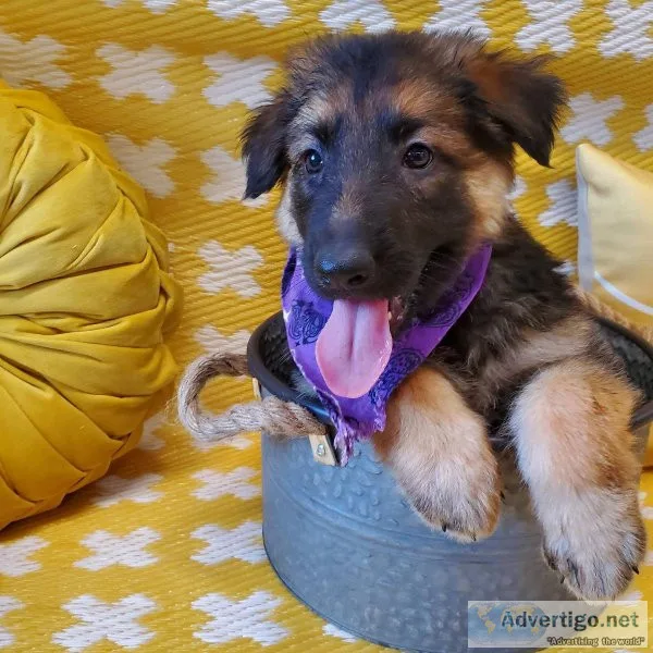 German Shepherd Dog puppies for sale