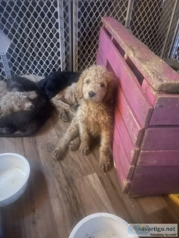 Labardoodle puppies