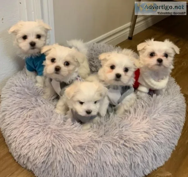 Maltipoo puppies for sale