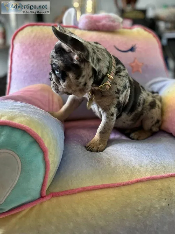 Charming Male and Female French Bulldog puppies available.