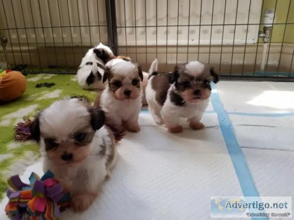 Shih Tzu puppies for sale Text  call (330) 910 0534