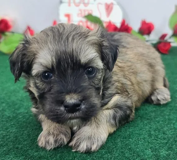 Multipoo puppies