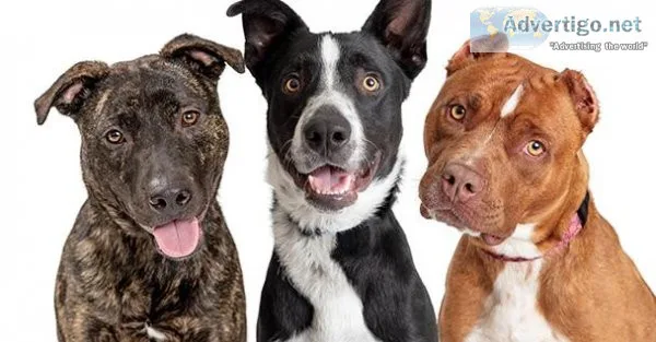 Sit Means Sit San Antonio Dog Training
