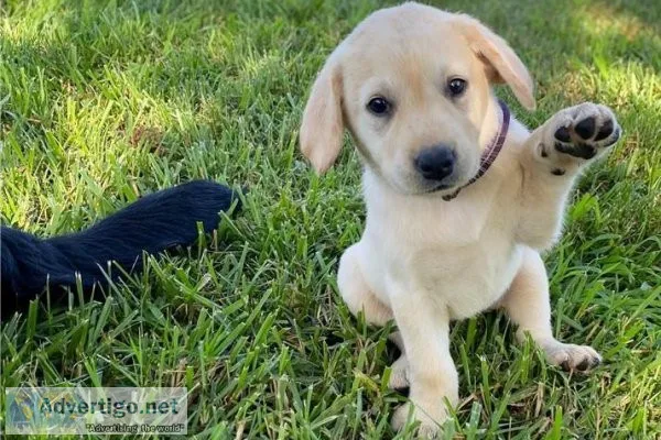 Labrador Retriever puppies for sale