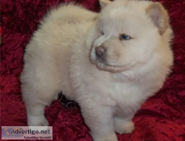Chow Chow puppies