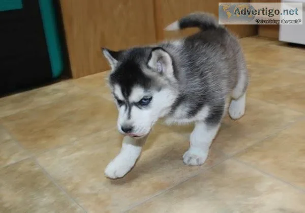 Siberian Husky puppies for sale