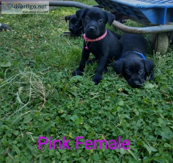 Female Lab Puppies Health Tested Parents