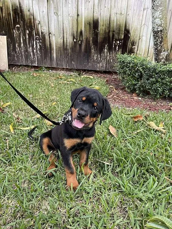 Black and Tan Male Rottweiler