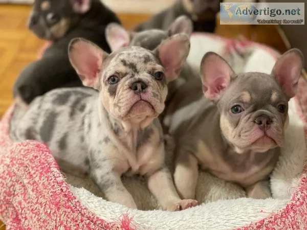 Adorable French Bulldog puppies for sale