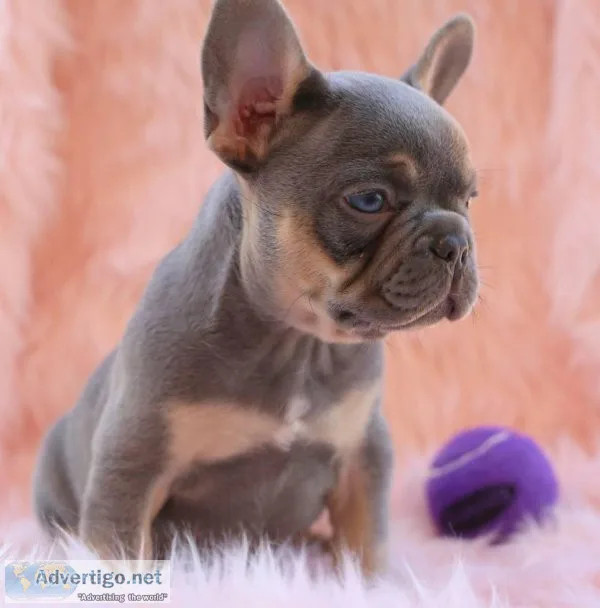 French Bulldog puppies for sale