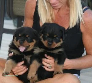 Nice and Healthy Rottweilers Puppies