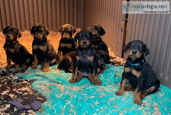 Doberman puppies for Adoption
