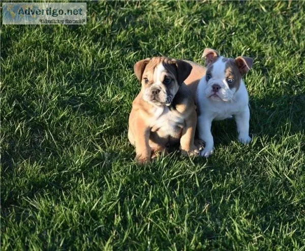 Gigi Perfect English bulldog puppies is available for sale