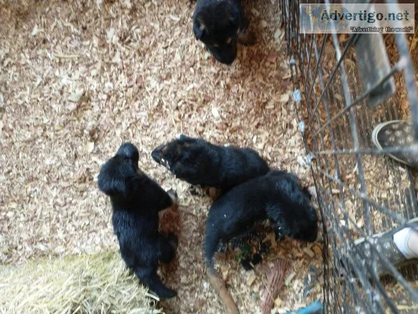 AKC German Shepherd puppies