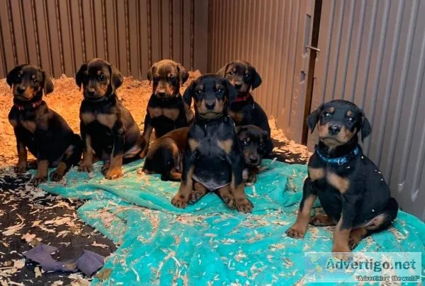 Doberman puppies for Adoption