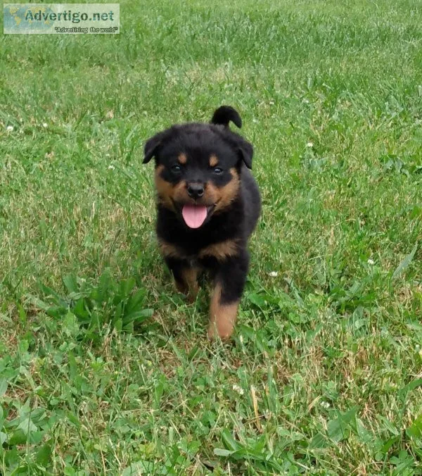 Rottweiler Puppies for sale