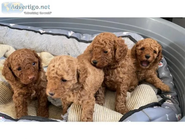 Very cute 2 boys and 2 girls Toy poodle puppies for sale