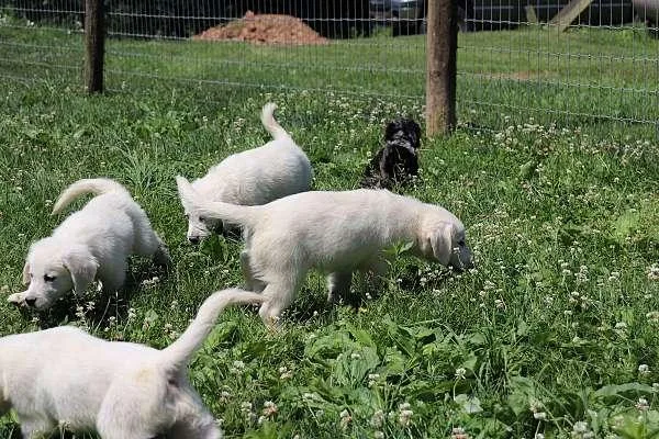 Golden Retriever Puppies (English Cream)