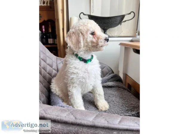 Toy Playful poodle puppies for sale