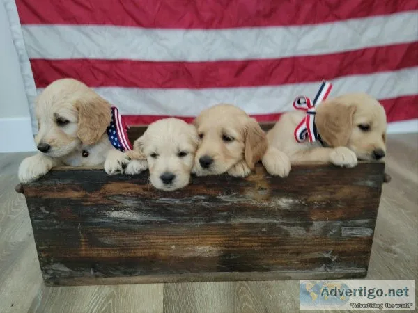 F1 Golden Doodle Puppies (Goldendoodles)