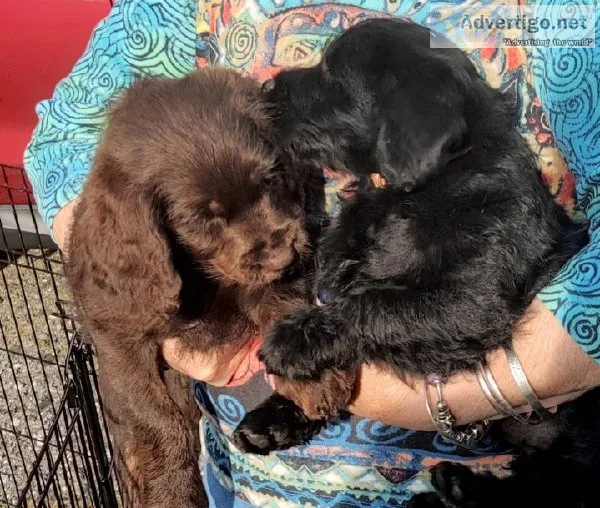 Labradoodle puppies