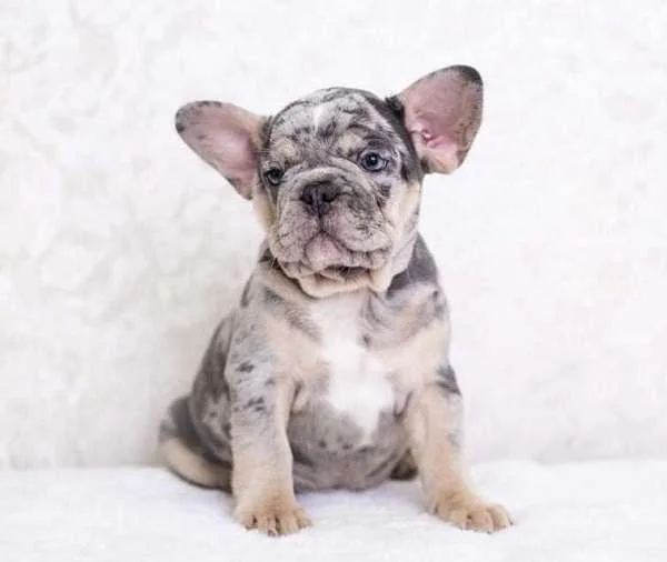 French Bulldog Puppies for Sale