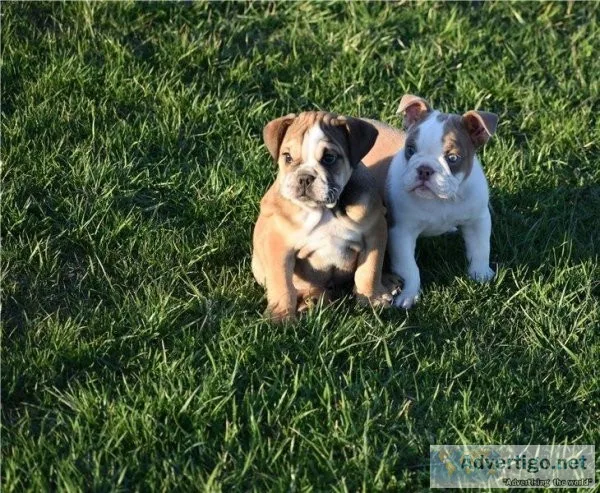 Nala Perfect English bulldog puppies is available for sale