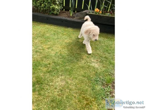 AKC poodle puppies for sale