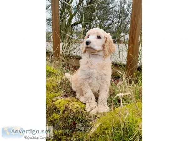 Class Toy poodle puppies for sale