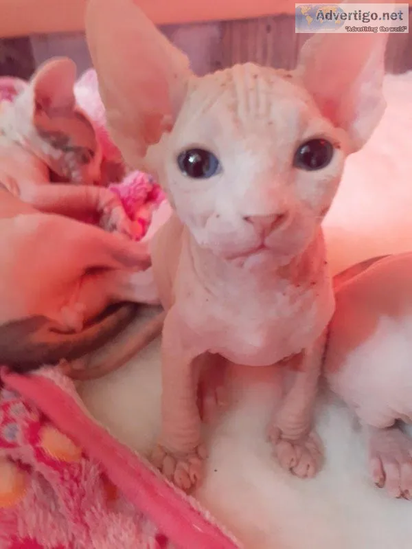 Hairless Sphynx kittens