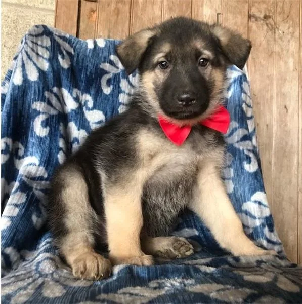 German Shepherd Dog puppies for sale Text  call (330) 910 0534