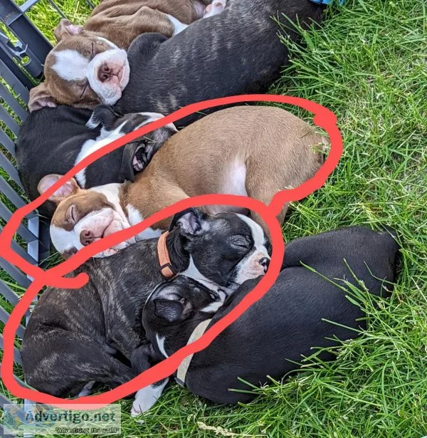 AKC Boston terrier pups