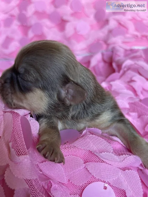 Female Shitzu puppy