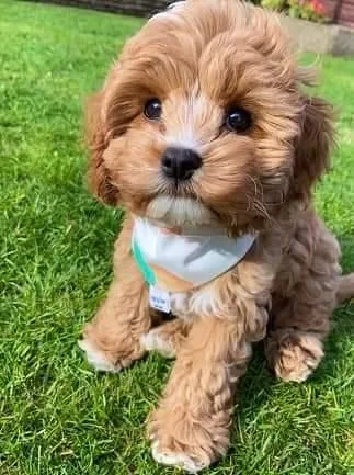 Cavapoo puppies available