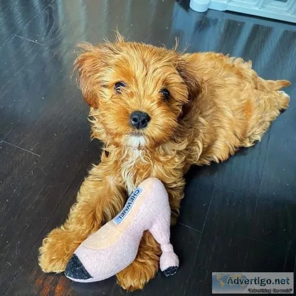 Cavapoo puppies