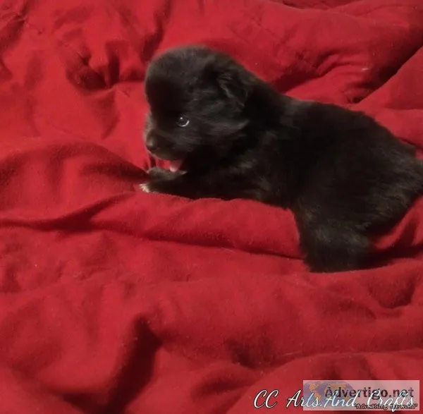 FEMALE. POMERANIAN PUPPIES