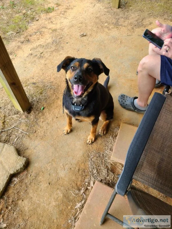 Free sweet female dog