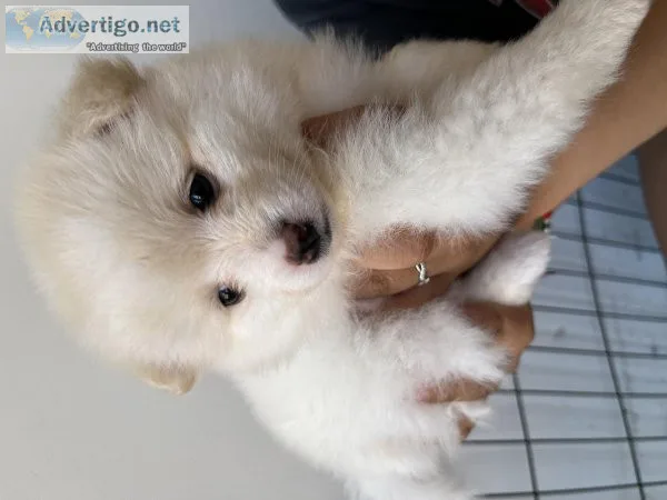 Pomeranian puppies