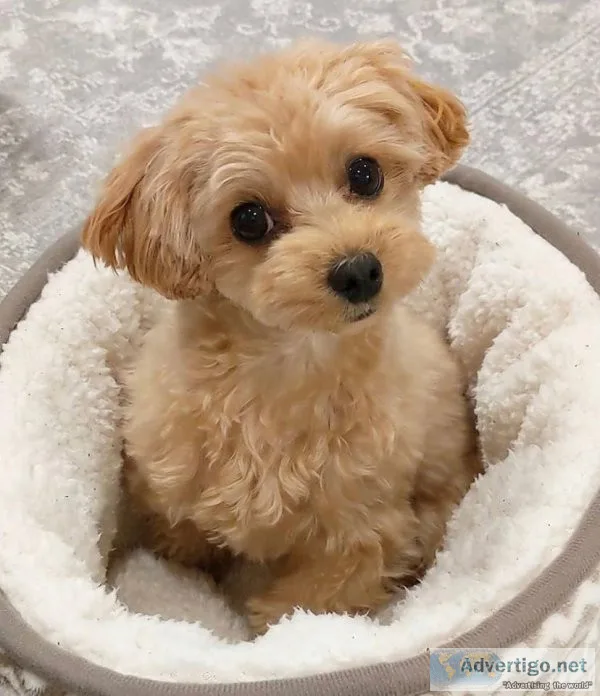 Poodle puppies ready for new homes