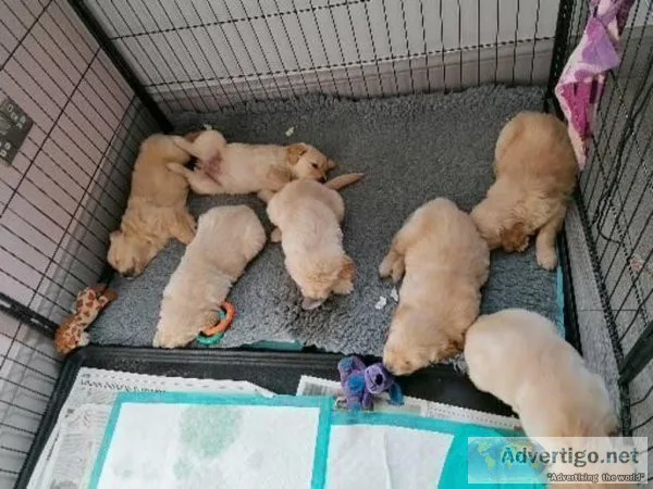 Healthy AKC REG Golden Retriver puppies for sale
